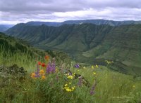 SCENICS