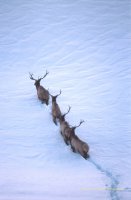 WILDLIFE
